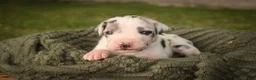 Great Dane dogs for sale: Blake Great Dane  - Ad 14