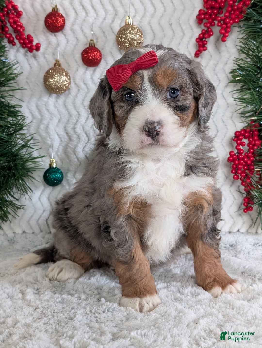 Mini Bernedoodle dogs for sale: Mini Darcy  - Ad 2