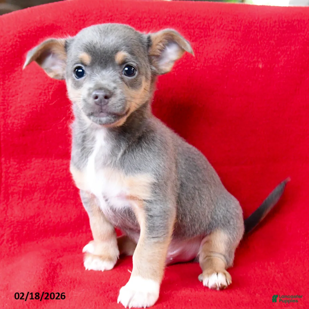 Chihuahua dogs for sale: Paco - Ad 1