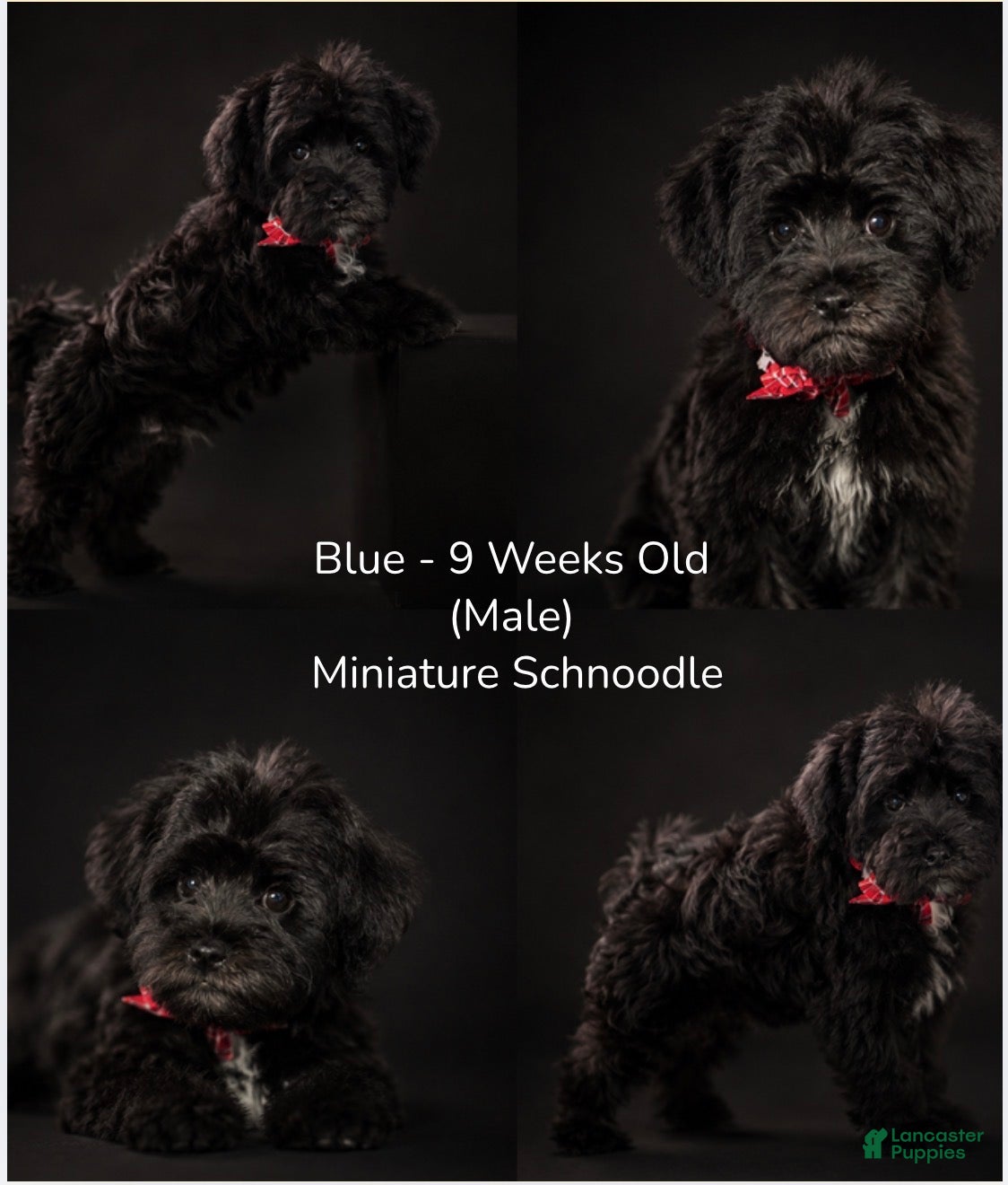 Schnoodle dogs Schnoodle Puppy 4 - Ad 4