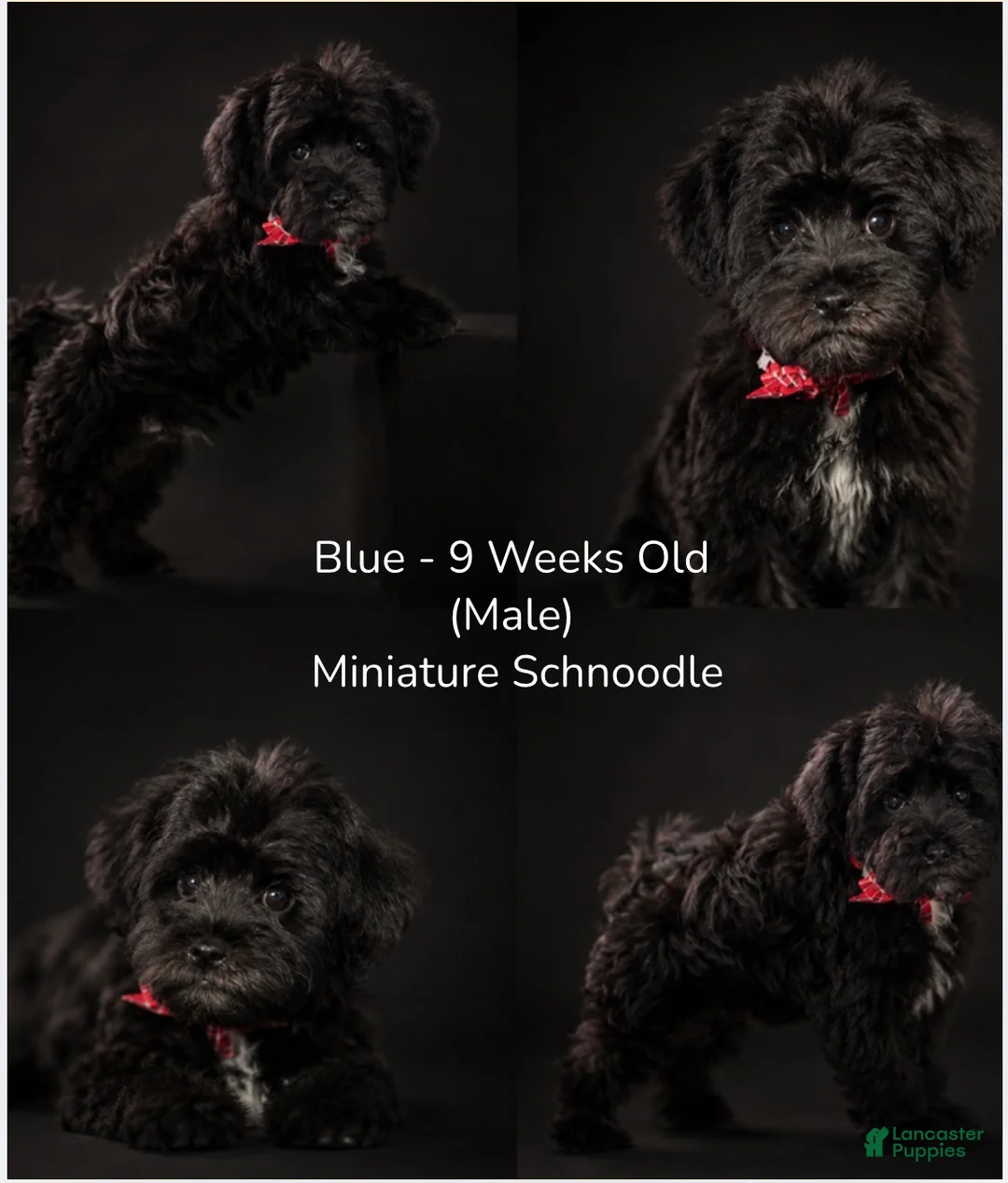 Schnoodle dogs for sale: Schnoodle Puppy 4 - Ad 1