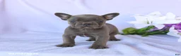 Frenchton dogs for sale: Alex - Ad 5