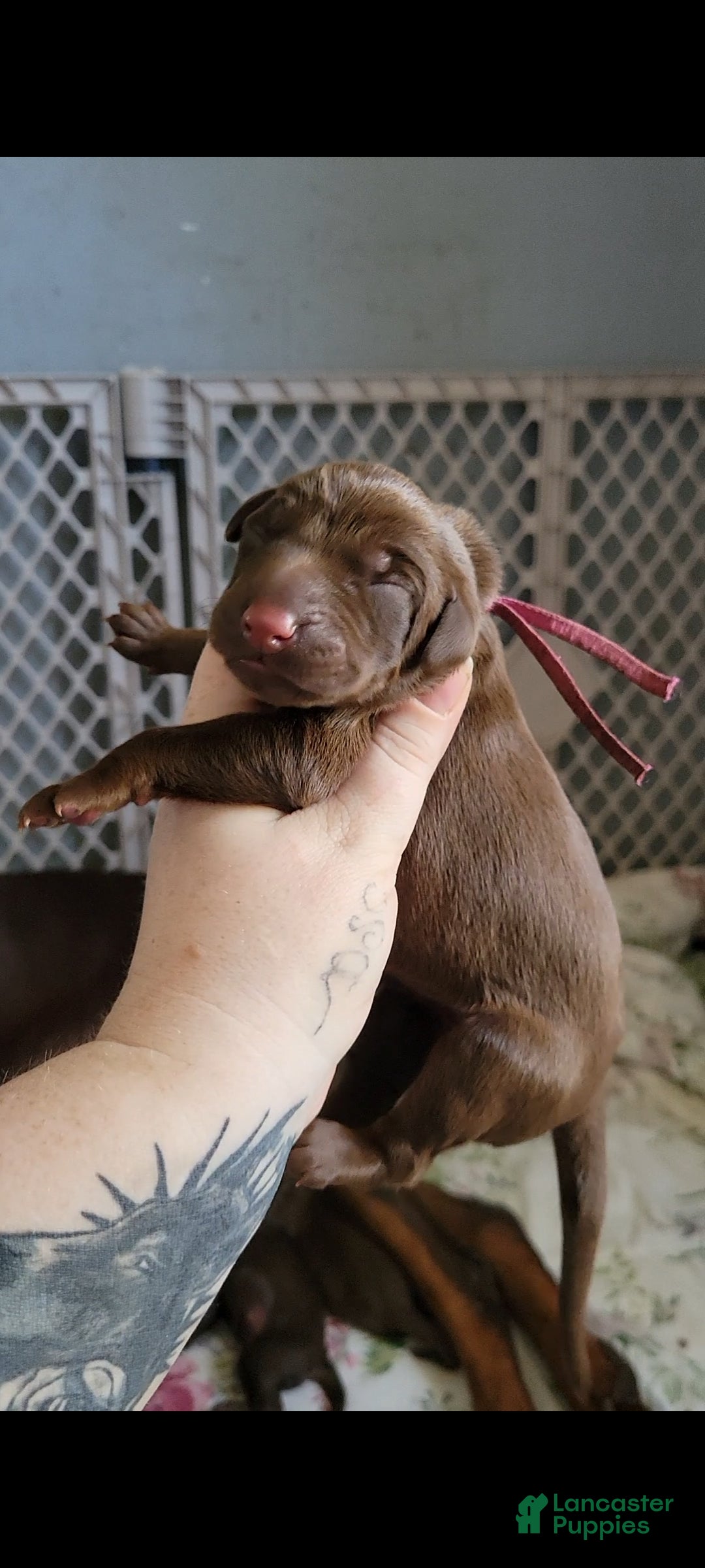 Doberman Pinscher dogs Doberman Pinscher Puppy 2 - Ad 1