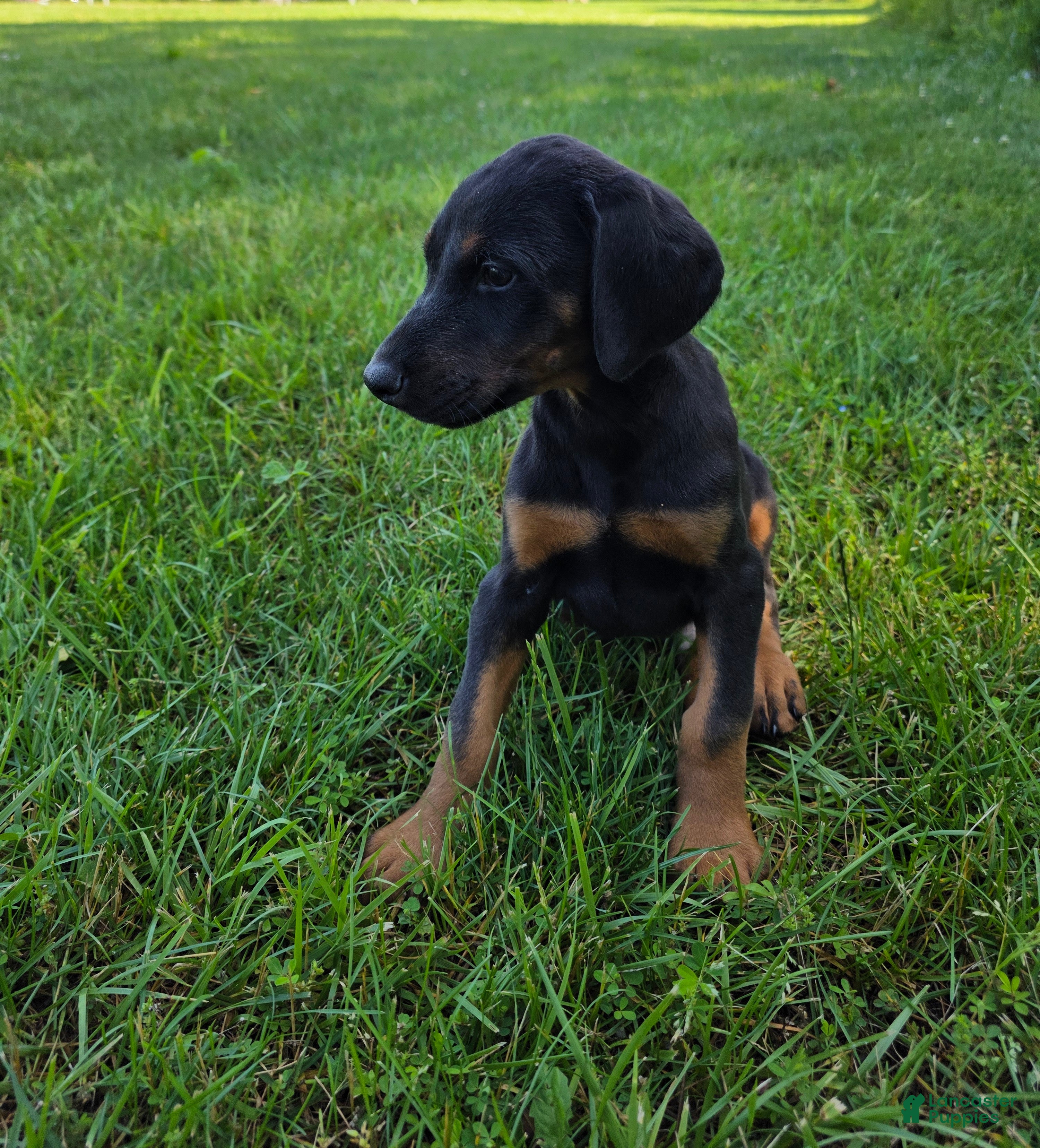 Doberman Pinscher dogs Doberman Pinscher Puppy 2 - Ad 1