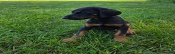 Doberman Pinscher dogs for sale: Doberman Pinscher Puppy 2 - Ad 1