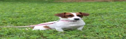 Jack Russell Terrier dogs for sale: Ranger - Ad 6
