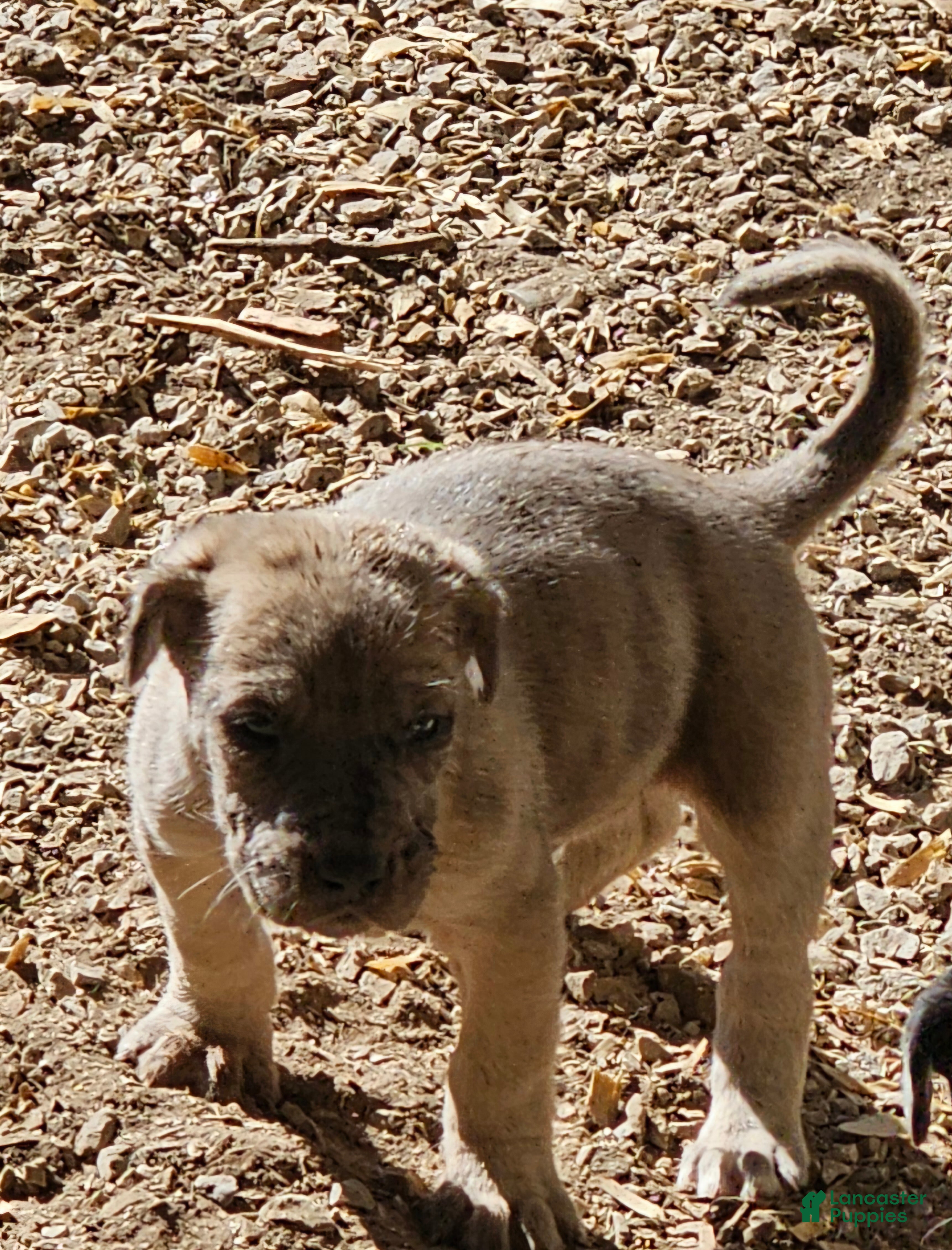 Mixed Breed dogs Freddie - Ad 37