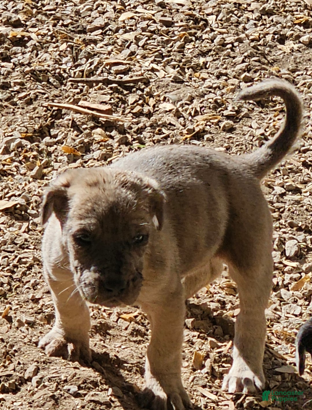 Mixed Breed dogs for sale: Freddie - Ad 1