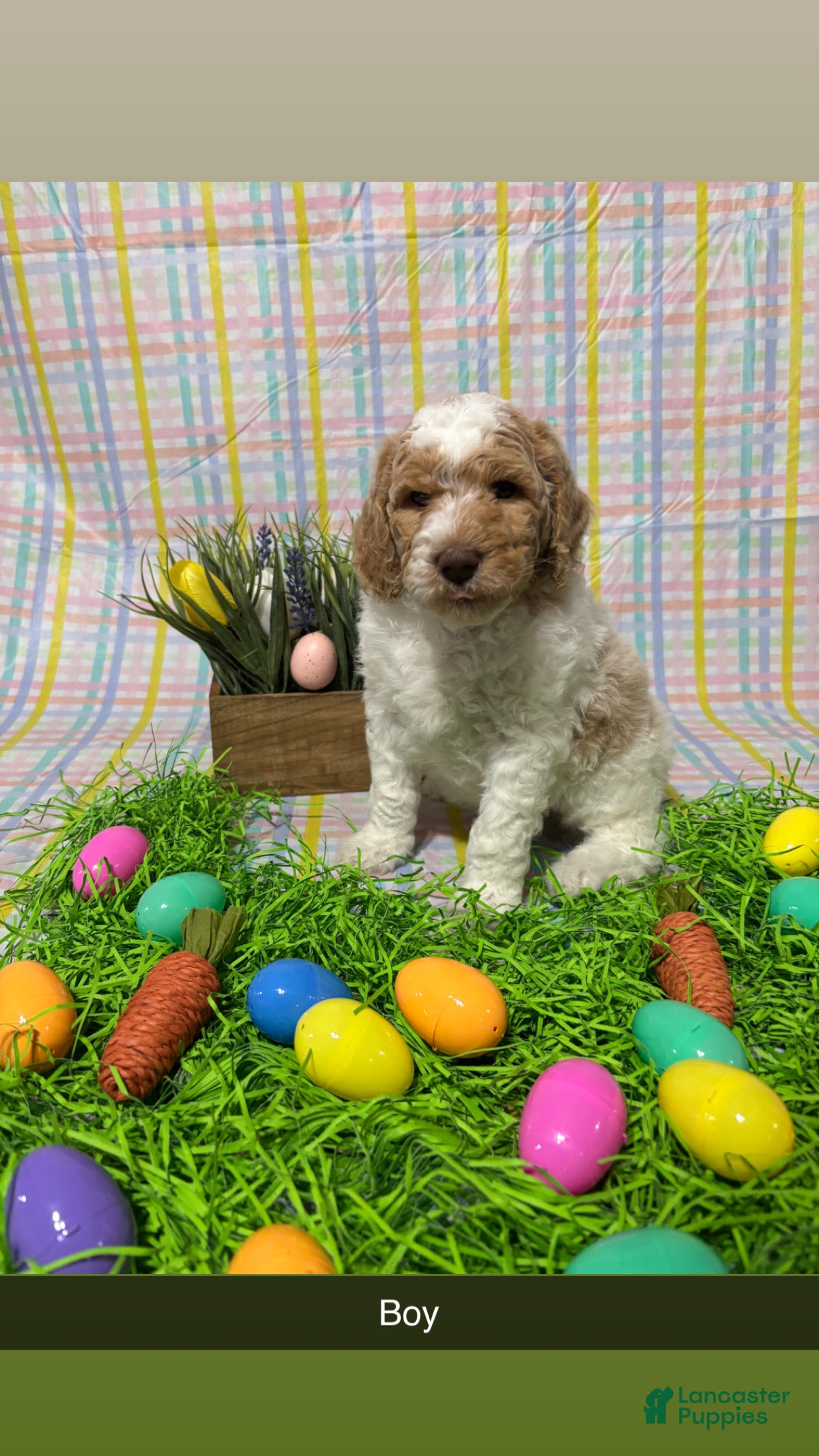 Standard Poodle dogs Luka - Ad 1