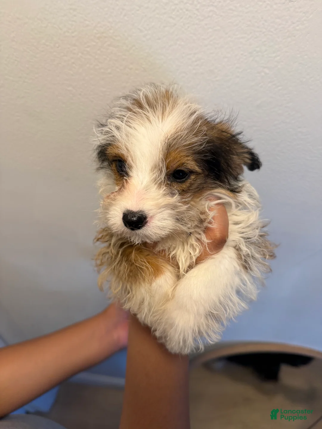 Mixed Breed dogs for sale: Mixed Breed 1 - Ad 2