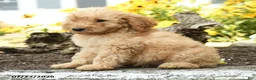 Mini Goldendoodle dogs for sale: Tressa - Ad 5