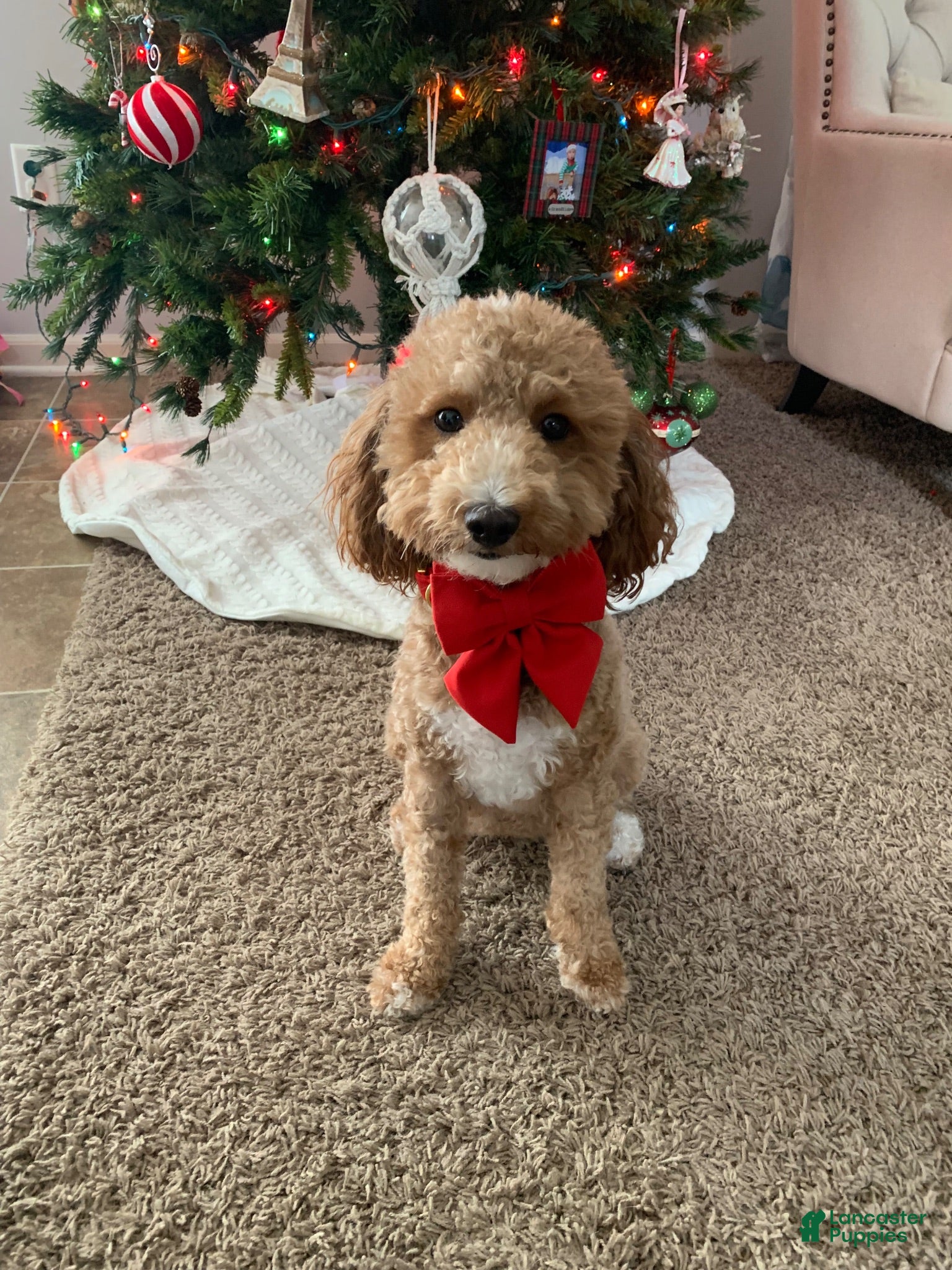 Mini Goldendoodle dogs Atlas - Ad 2