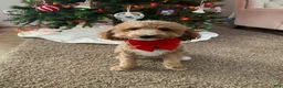 Mini Goldendoodle dogs for sale: Atlas - Ad 2