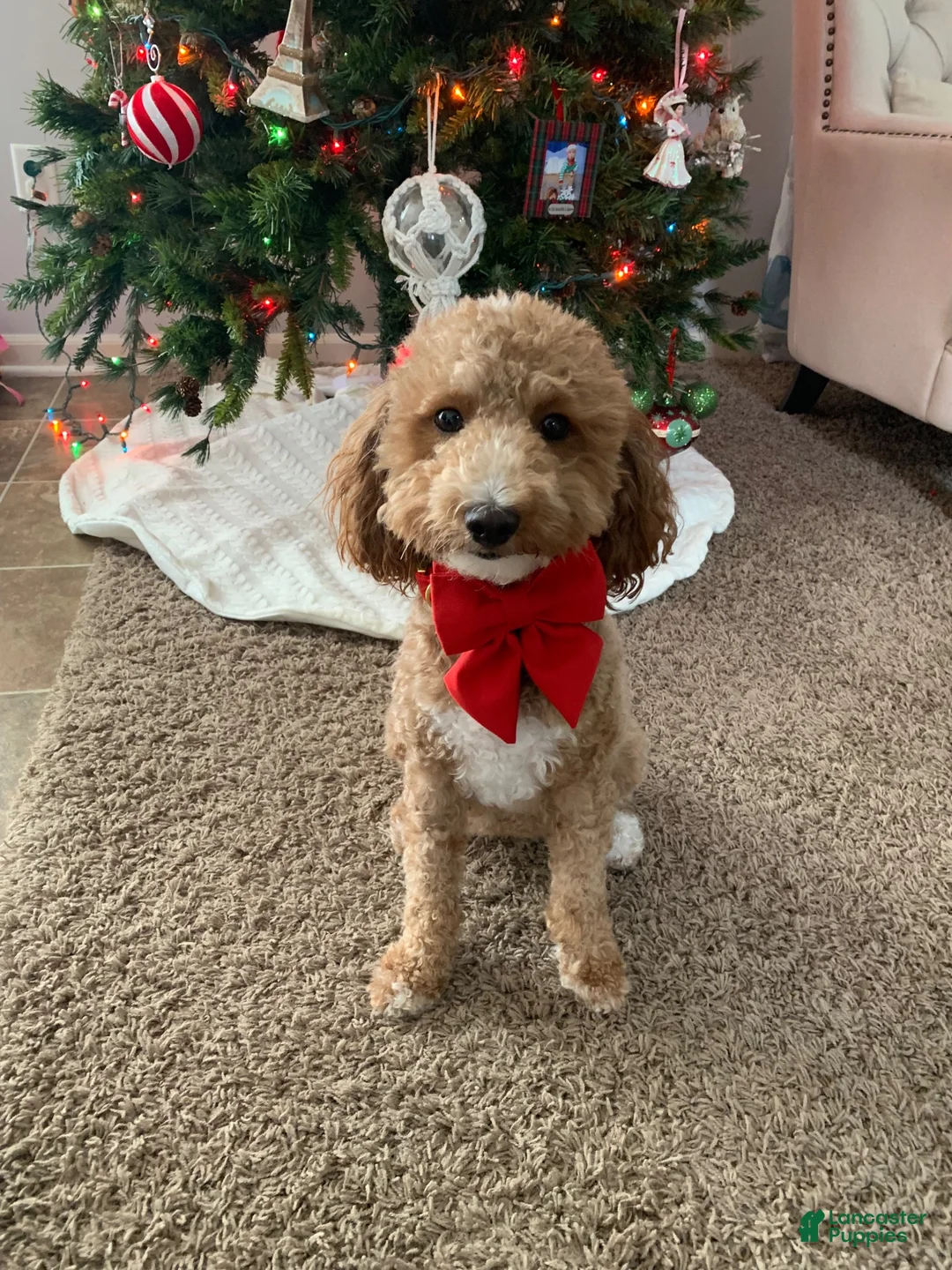 Mini Goldendoodle dogs for sale: Atlas - Ad 2