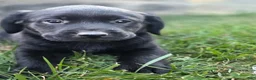 Goldador dogs for sale: Goldador 5 - Ad 14