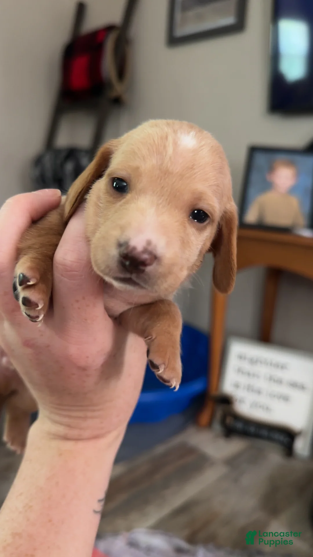 Miniature Dachshund dogs for sale: Miniature Dachshund Puppy 2 - Ad 1