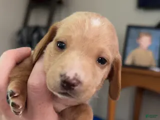 Miniature Dachshund dogs Miniature Dachshund Puppy 2 - Ad 22