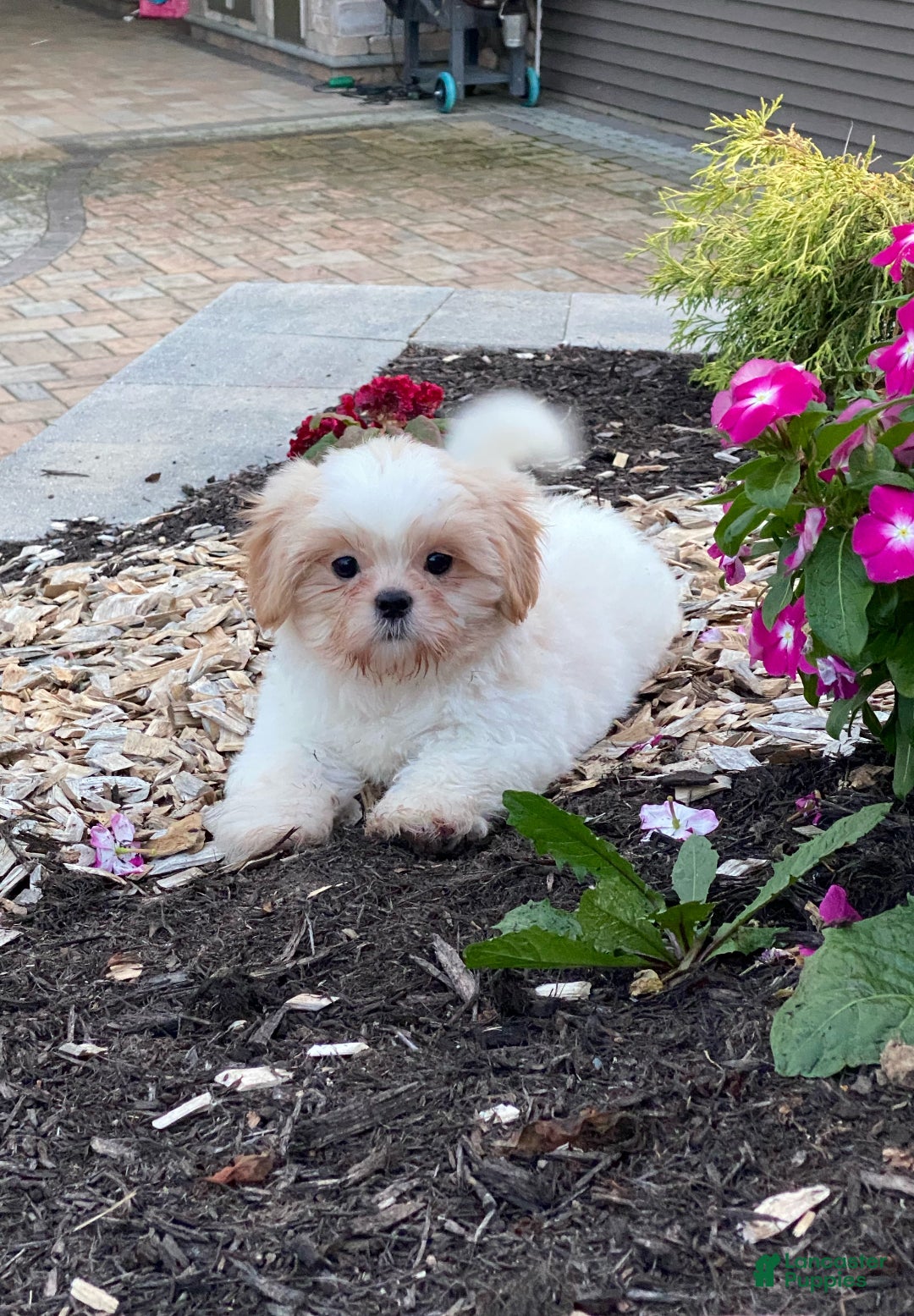 Shih Tzu dogs for sale: Shadow - Ad 4