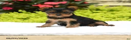 Yorkshire Terrier dogs for sale: Bonnie - Ad 5