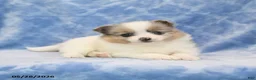 Pomeranian dogs for sale: Sheila - Ad 4