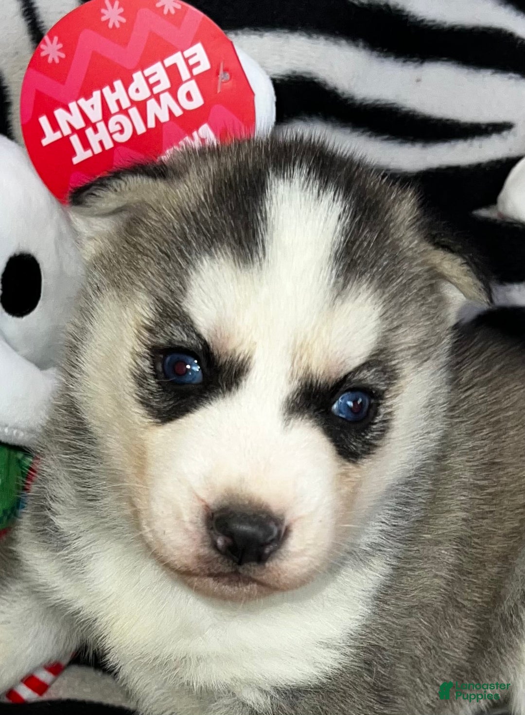 Siberian Husky dogs for sale: Siberian Husky Ash - Ad 8