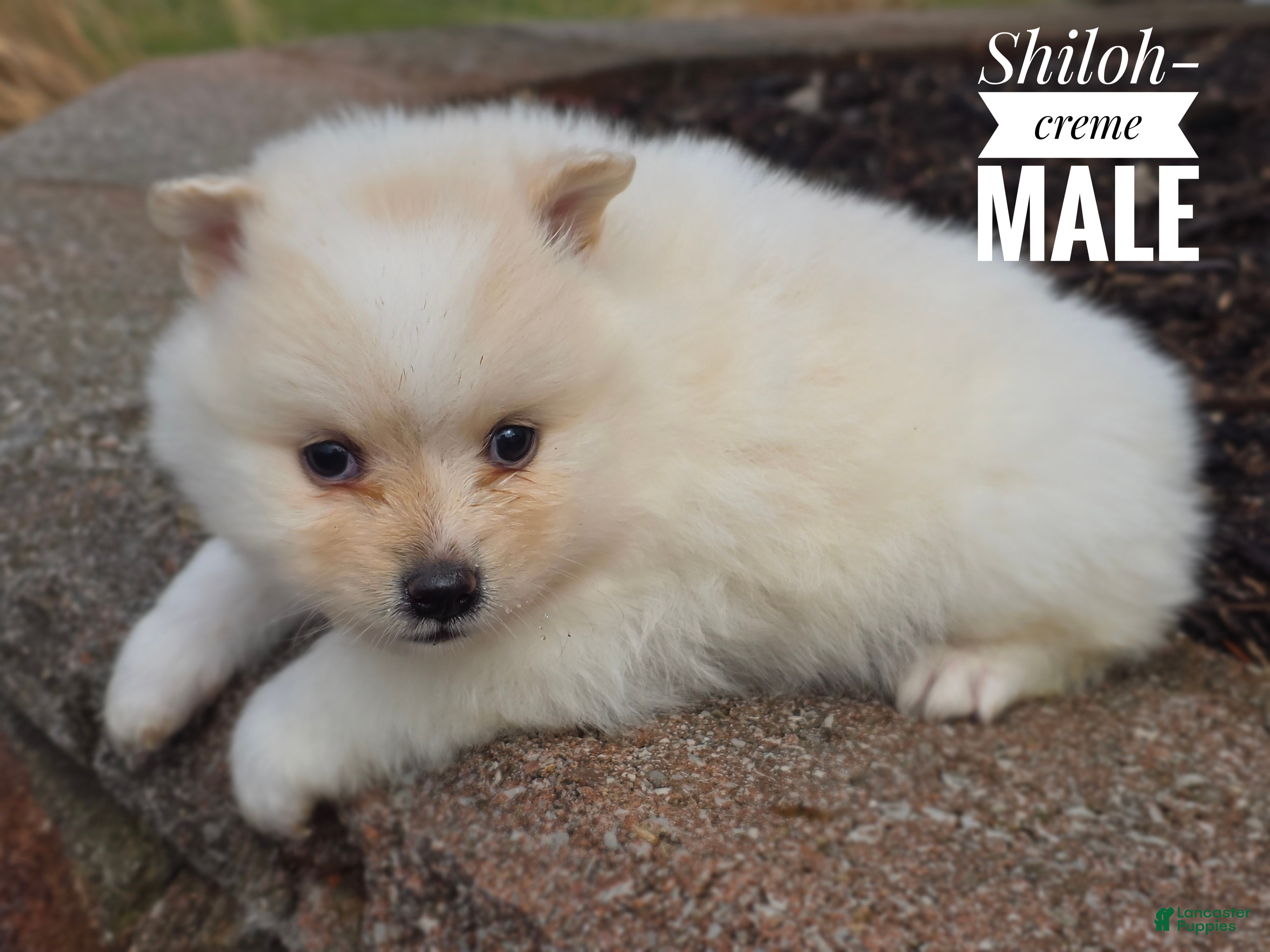 Pomeranian dogs Shiloh - Ad 2