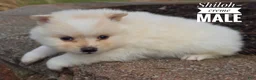 Pomeranian dogs for sale: Shiloh - Ad 2