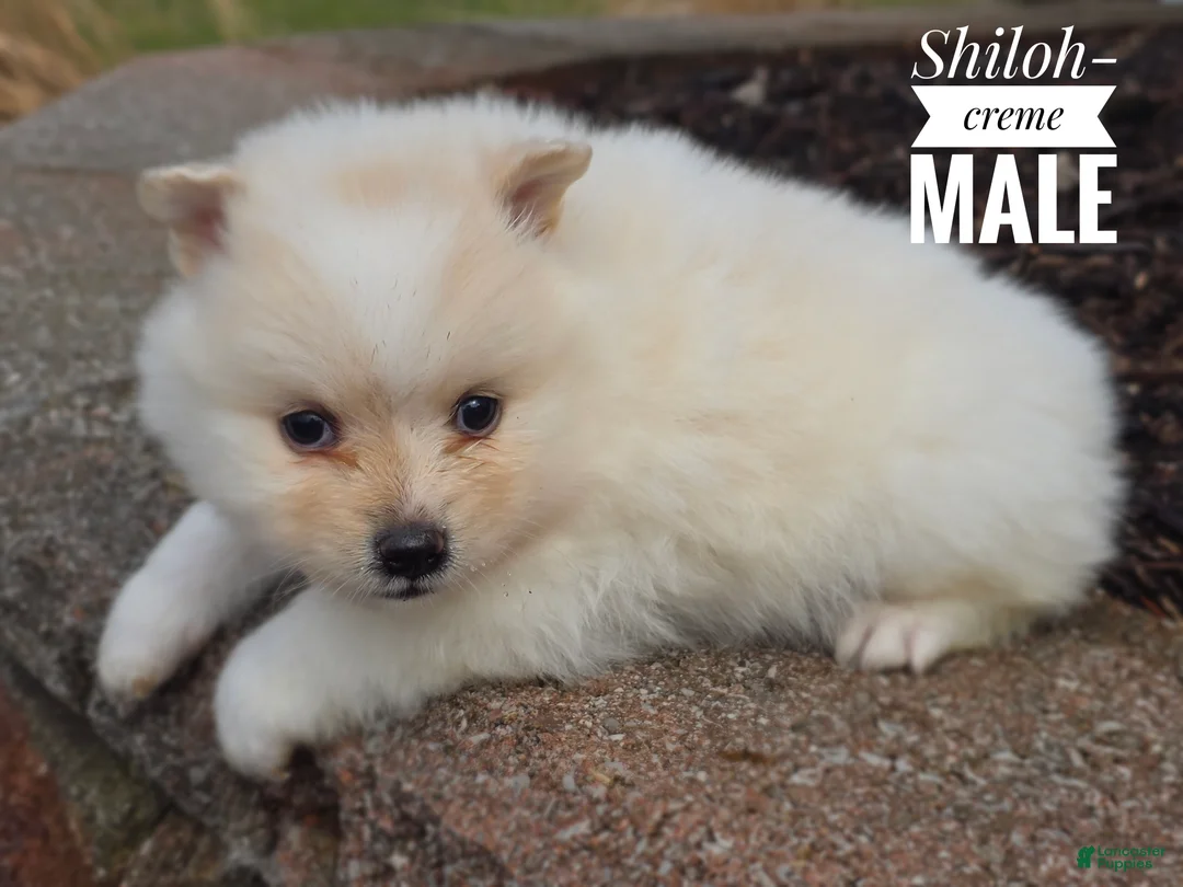 Pomeranian dogs for sale: Shiloh - Ad 2