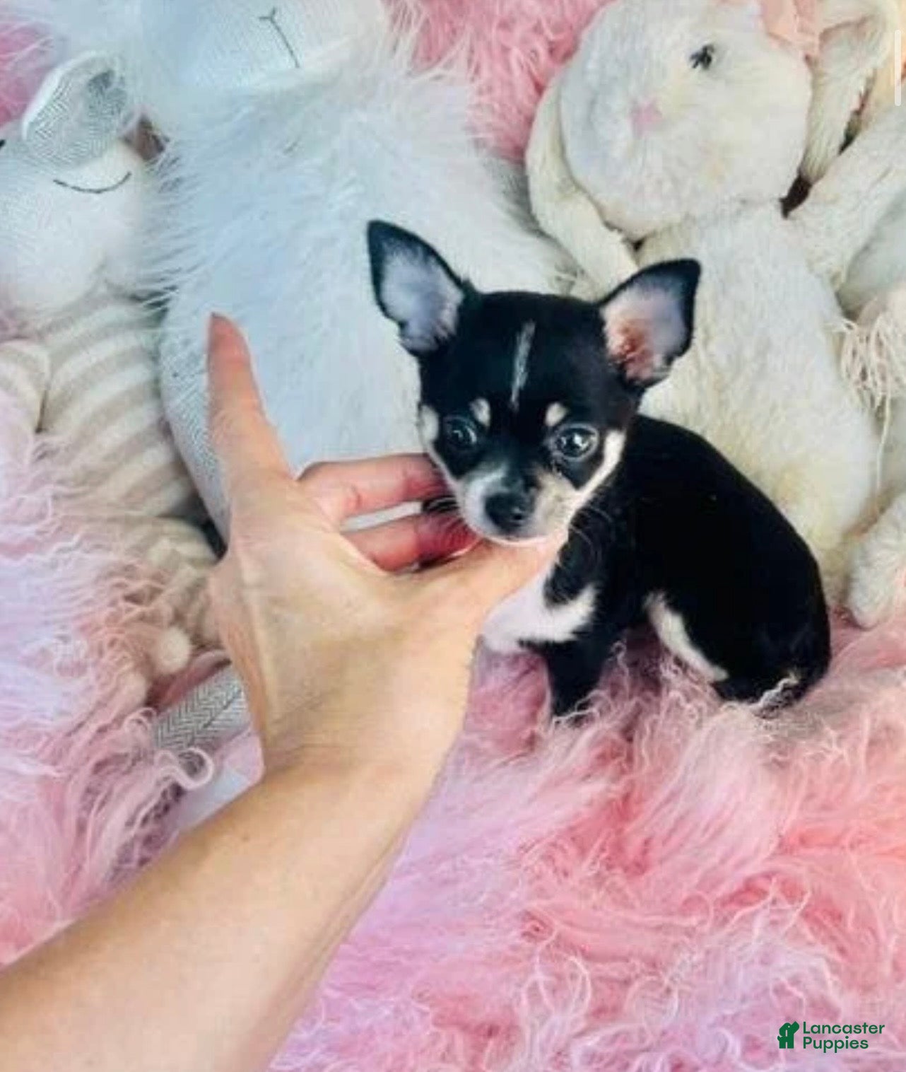 Chihuahua dogs Chihuahua 1 - Ad 2