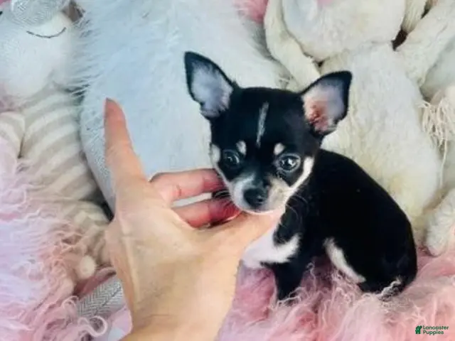 Chihuahua dogs for sale: Chihuahua 1 - Ad 2