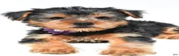 Yorkshire Terrier dogs for sale: Brooklyn - Ad 5