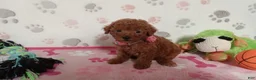 Toy Poodle dogs for sale: Berry  - Ad 3