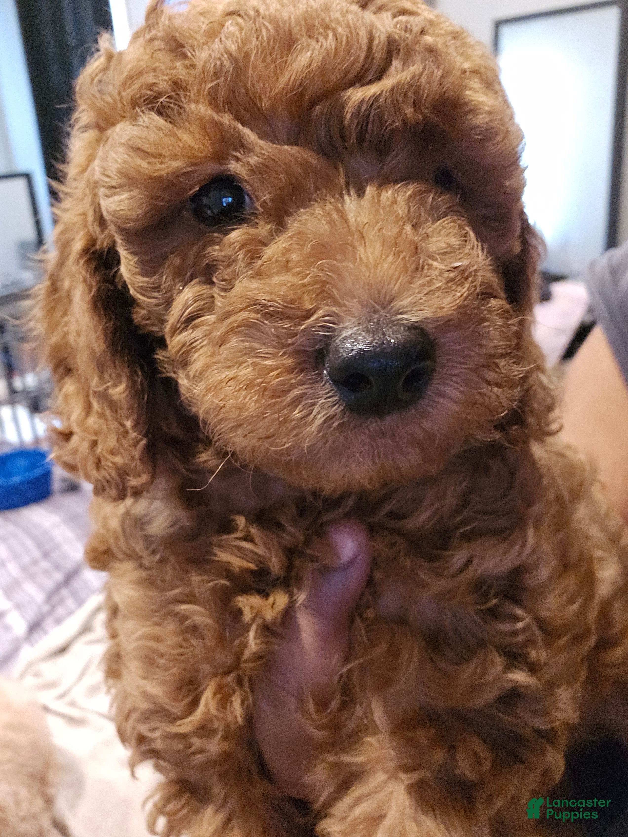Toy Poodle dogs Toy Poodle Puppy 1 - Ad 10