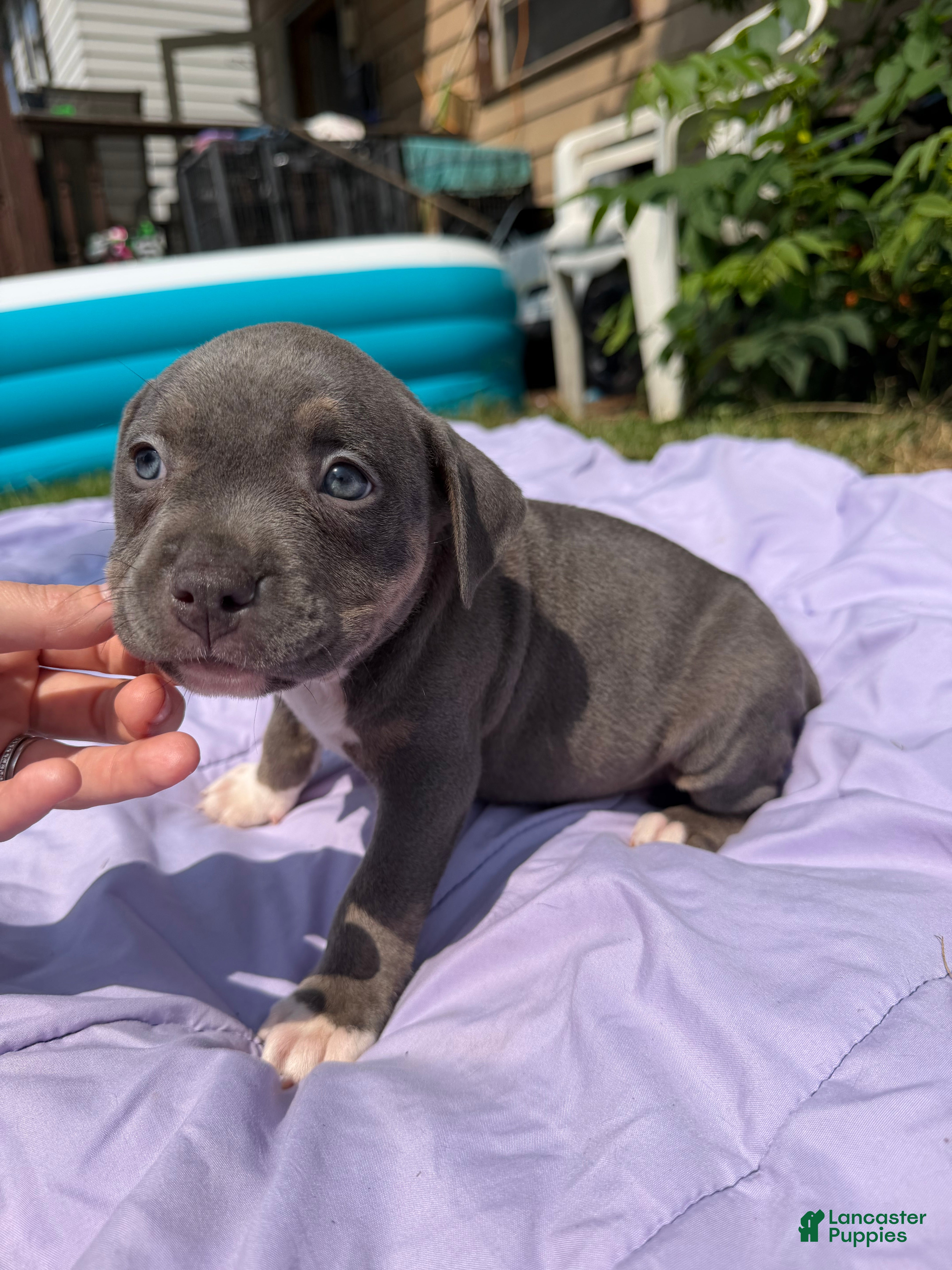American Bully dogs Letty - Ad 2