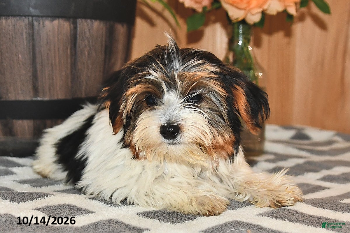 Mixed Breed dogs Andrew - Ad 2