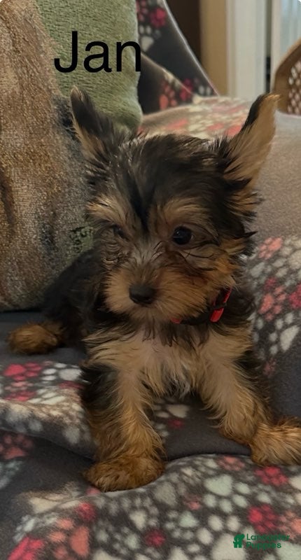 Yorkshire Terrier dogs Jan Female  - Ad 2