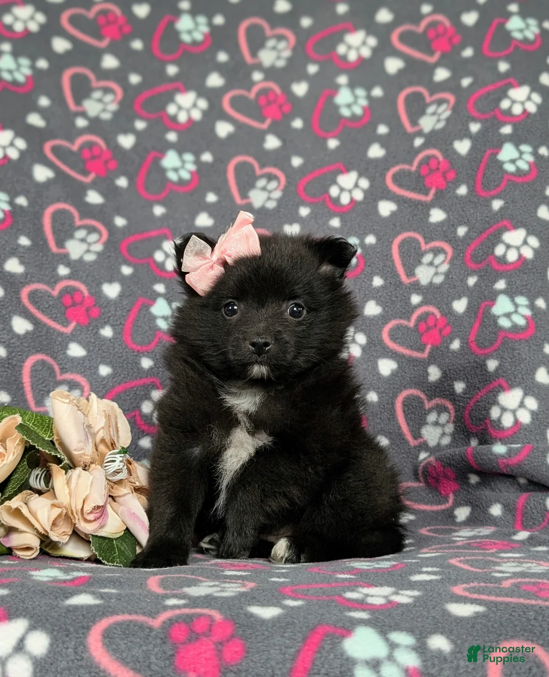 Pomeranian dogs for sale: Millie 9 lbs Full Grown - Ad 2
