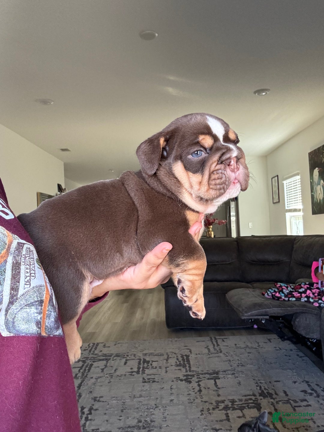 English Bulldog dogs for sale: English Bulldog Puppy 1 - Ad 4