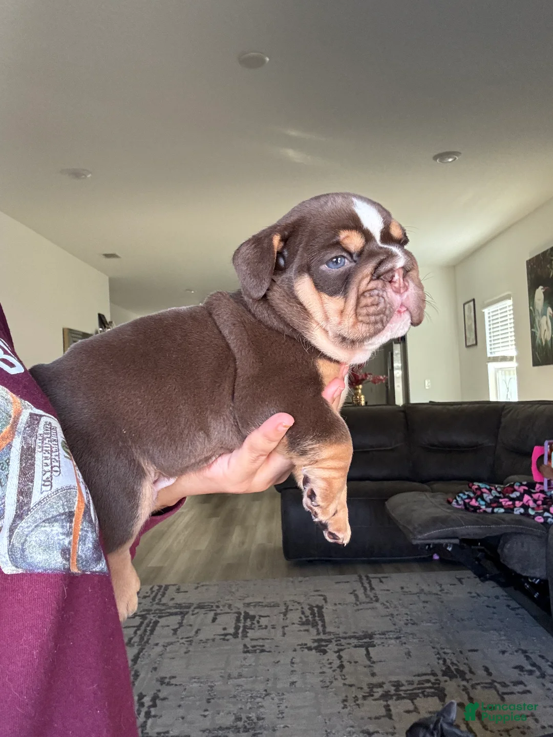 English Bulldog dogs for sale: English Bulldog Puppy 1 - Ad 4