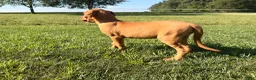 Great Dane dogs for sale: Melody  - Ad 5