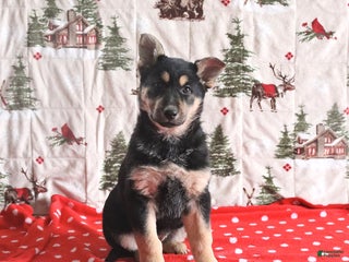 German Shepherd dogs for sale: Callie - Ad 2