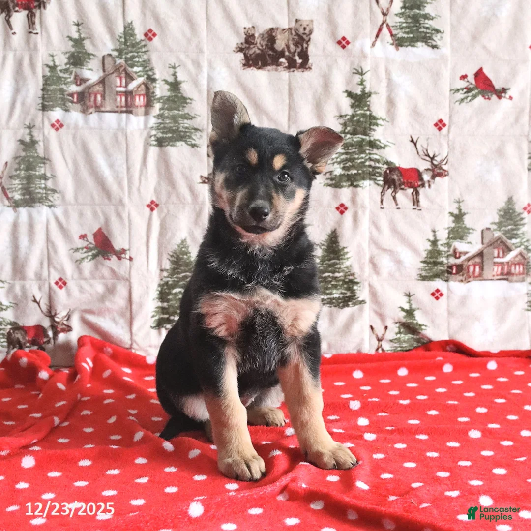 German Shepherd dogs for sale: Callie - Ad 1