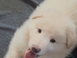 German Shepherd dogs - Ad 25