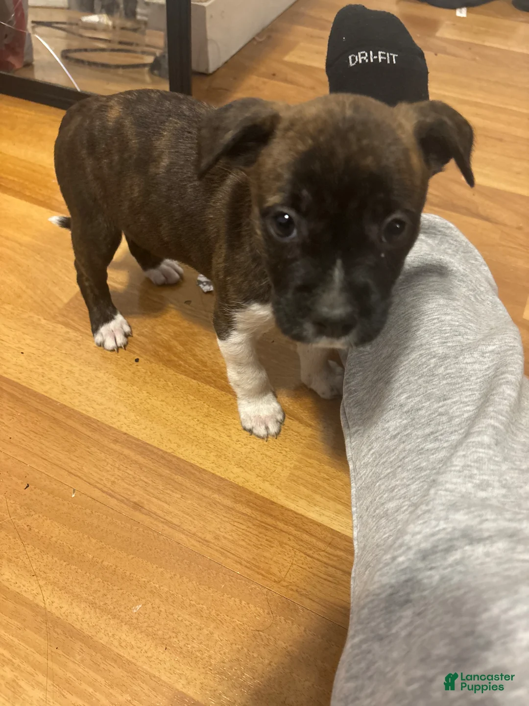 Mixed Breed dogs for sale: Mixed Breed Puppy 1 - Ad 2