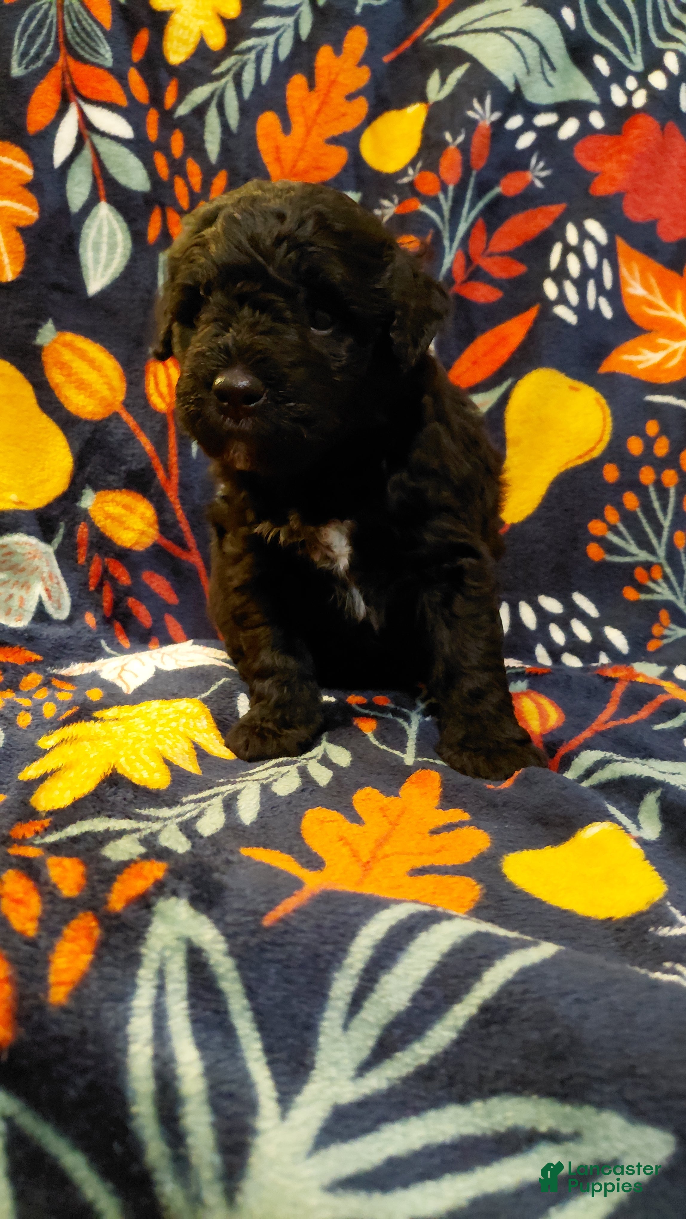 Mini Goldendoodle dogs Mountain Goldendoodle - Jordon - Ad 2