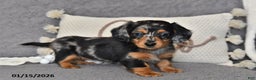 Miniature Dachshund dogs for sale: Lily - Ad 5