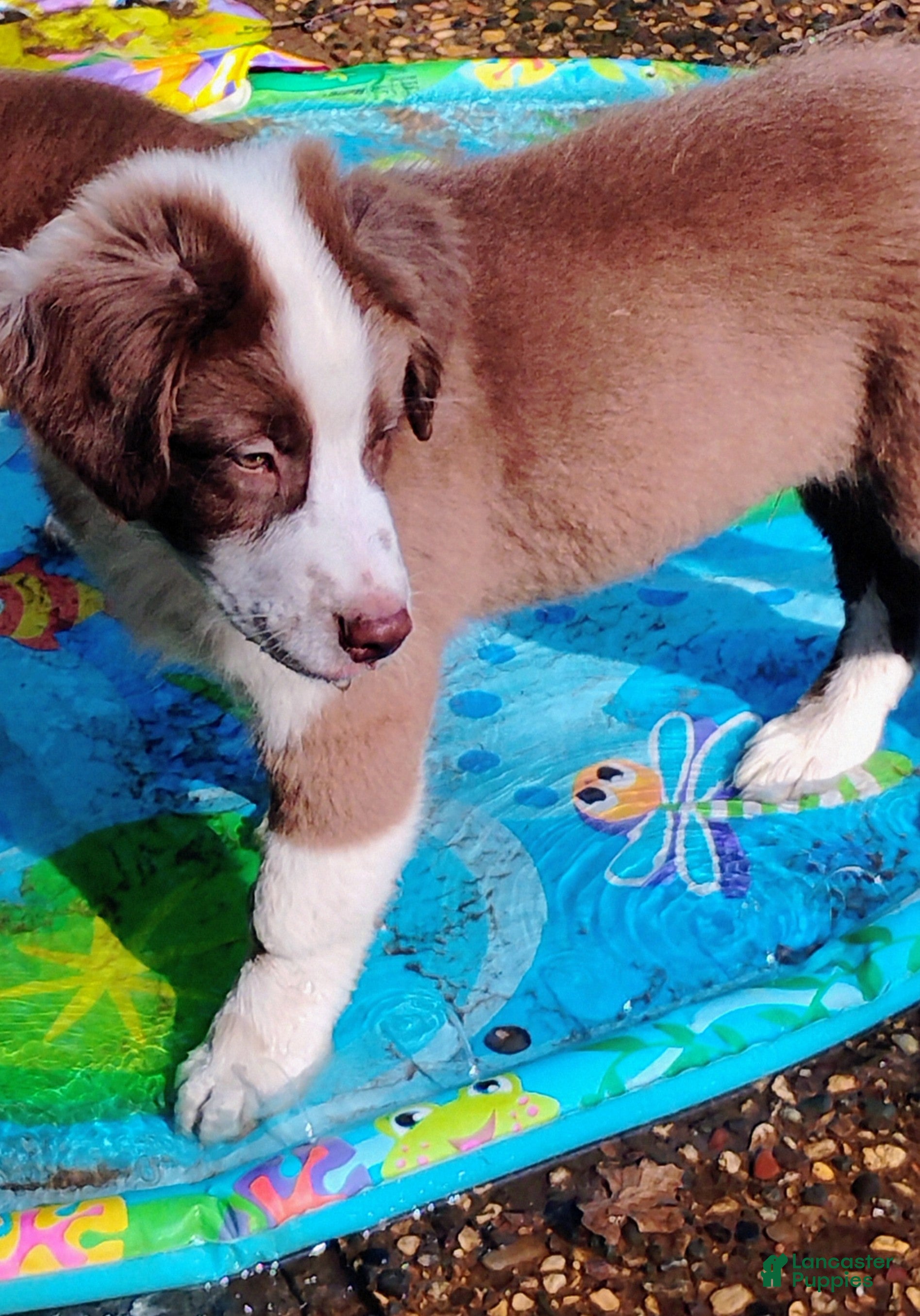 Australian Shepherd dogs Cliff - Ad 1