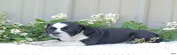English Bulldog dogs for sale: Jill - Ad 4