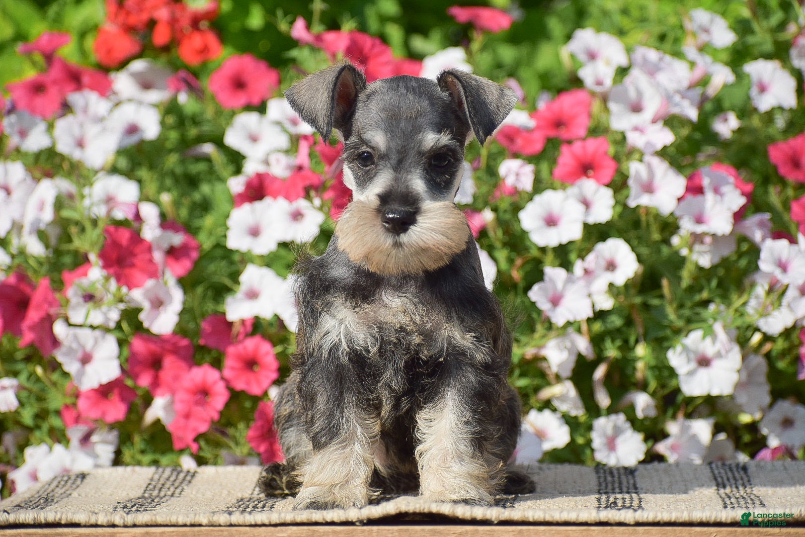 Miniature Schnauzer dogs Ashley - Mini - Ad 1