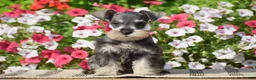Miniature Schnauzer dogs for sale: Ashley - Mini - Ad 1